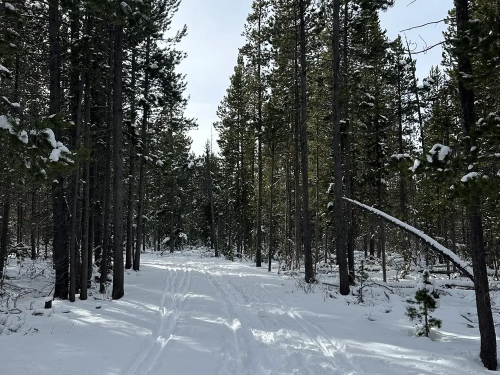 A snowy trail through ponderosa pines on Bend's west side