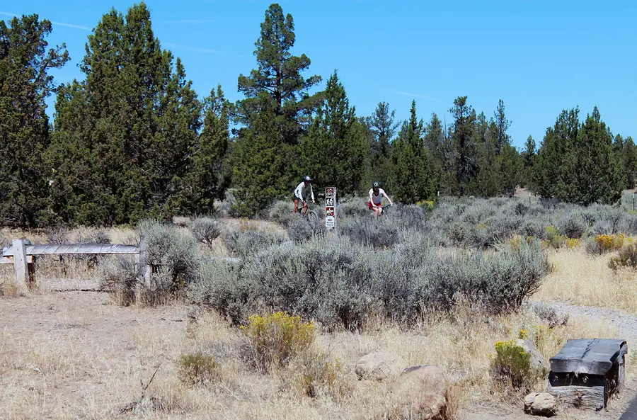 Two mountain bikers riding through sagebrush and junipers on the Maston trails