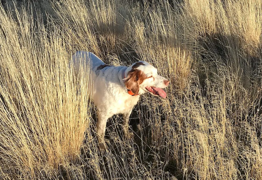 A white-and-orange spaniel pushing through tall dry bunchgrass on the Central Oregon high desert