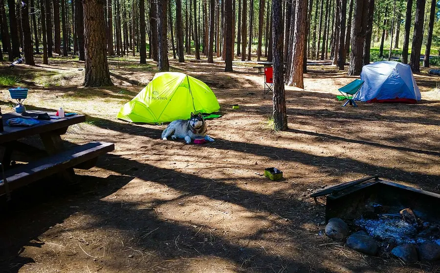 A dog resting in pine needles beside tents at a ponderosa pine campground in the Deschutes National Forest