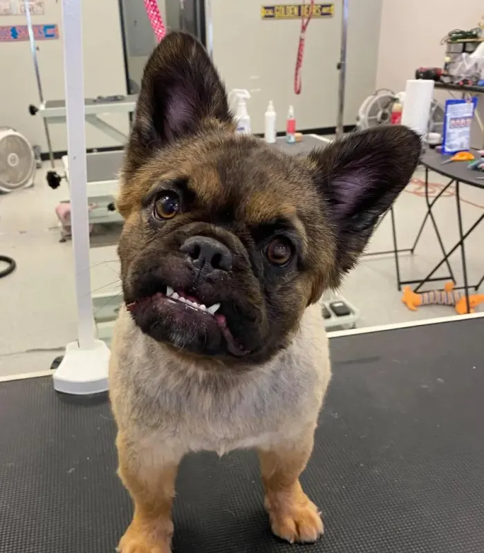A fawn French bulldog on a grooming table after a bath at The Pet Salon of Bend