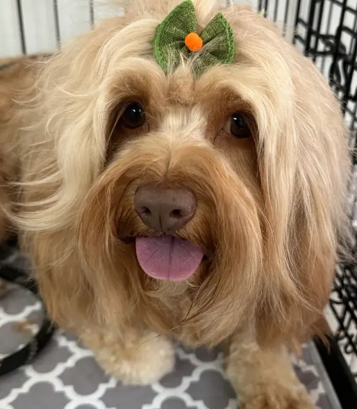 A long-coated goldendoodle with a fresh face trim and a green bow at The Pet Salon of Bend