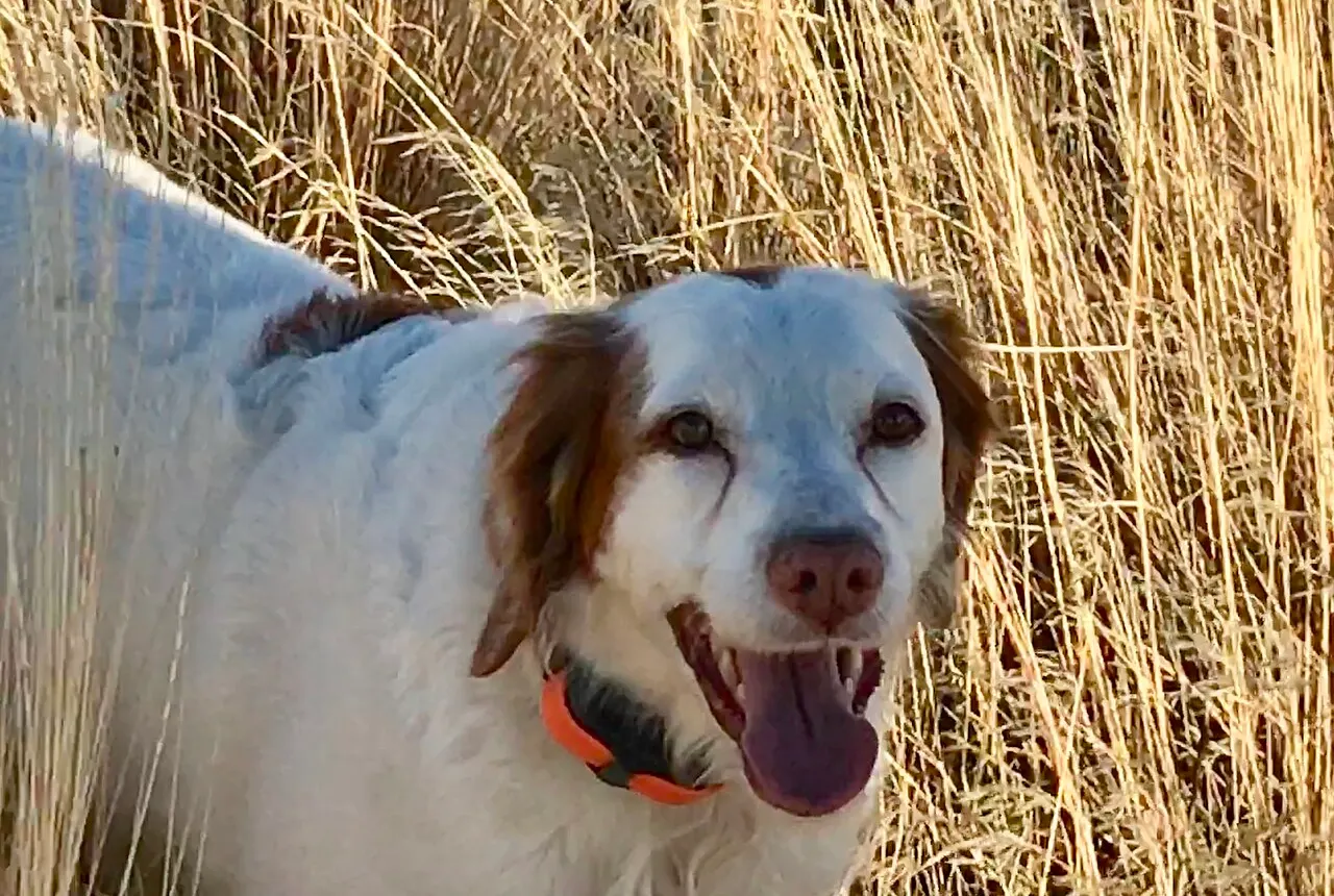 A grinning white-and-orange spaniel in tall golden bunchgrass on Central Oregon’s high desert