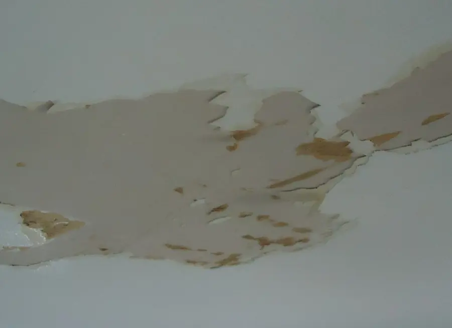 Paint peeling off a drywall ceiling in large flakes after moisture damage, with brown stains