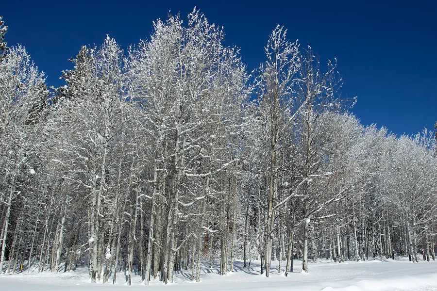 Aspen trees coated in frost and snow against a deep blue sky at Black Butte Ranch
