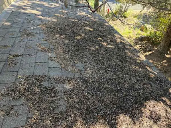 Juniper needles and debris piled on a section of shingle roof