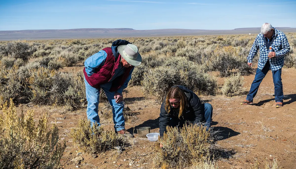 Three people crouch and dig among sagebrush searching for sunstones at the Oregon Sunstone Public Collection Area