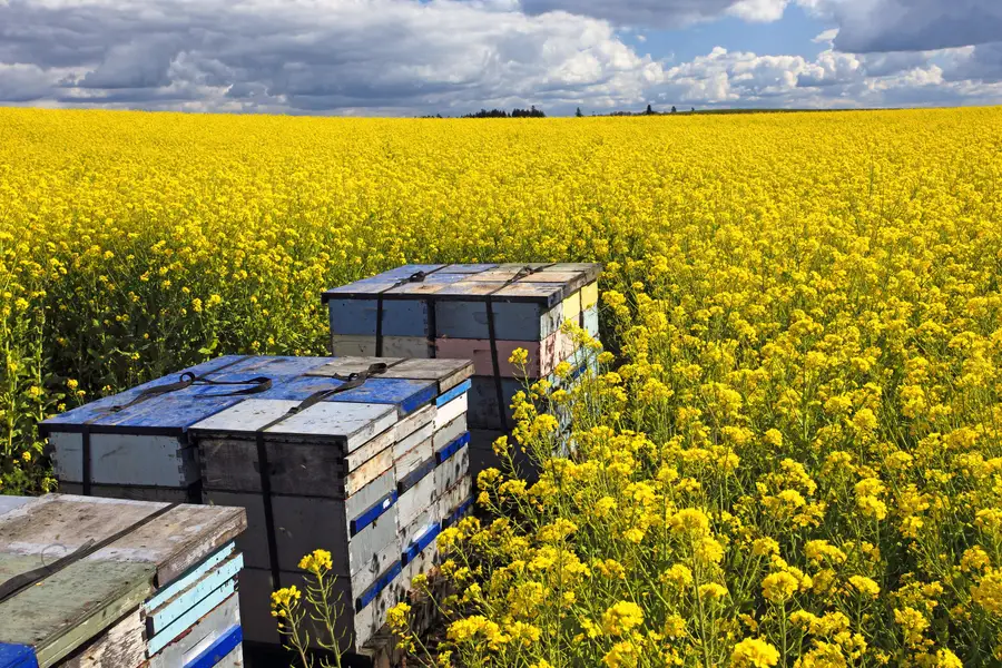 Stacked white and blue beehive boxes at the edge of a bright yellow canola field under a cloudy sky