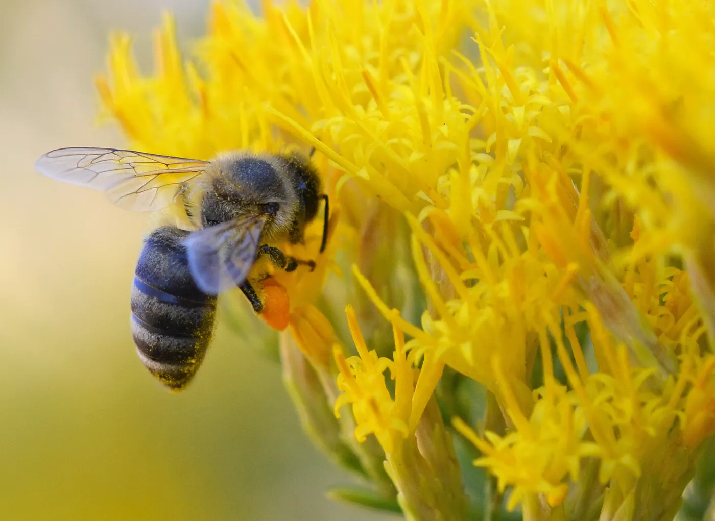 A honeybee with full pollen baskets working the yellow blossoms of rubber rabbitbrush, a fall-blooming high-desert shrub