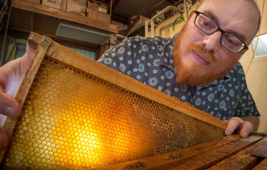 A beekeeper in gloves lifts a wooden frame of capped golden honeycomb out of a hive box