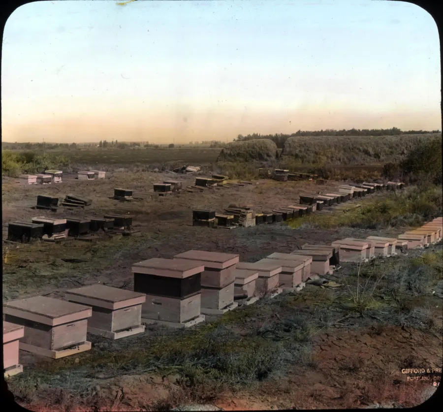 Rows of white wooden beehives on open ground in an early-1900s Oregon alfalfa district