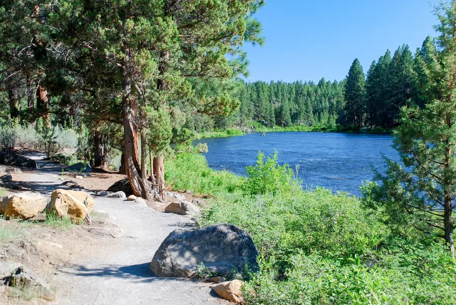 The Deschutes River Trail winding through pines beside the river in Bend