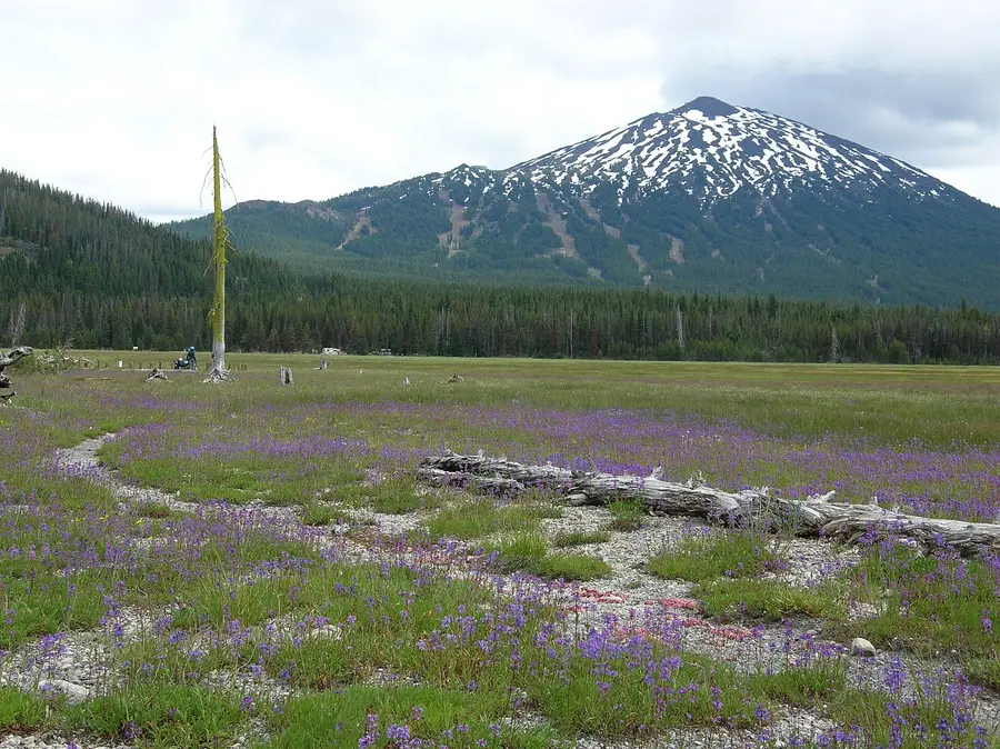 Mt. Bachelor above Sparks Meadow on the Cascade Lakes Scenic Byway