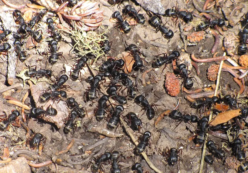 Dozens of black Modoc carpenter ants swarming over pine needles and forest debris