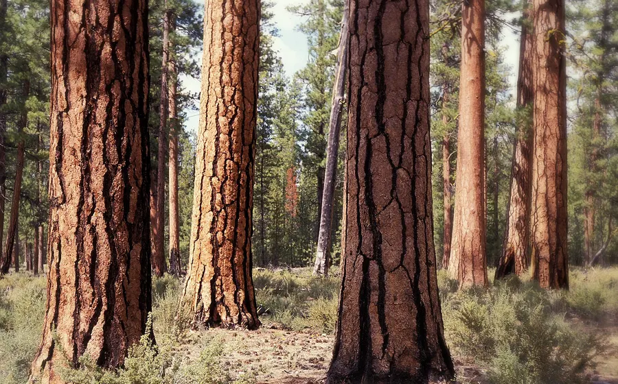 Tall old-growth ponderosa pines with thick orange bark above a bitterbrush understory in the Deschutes National Forest