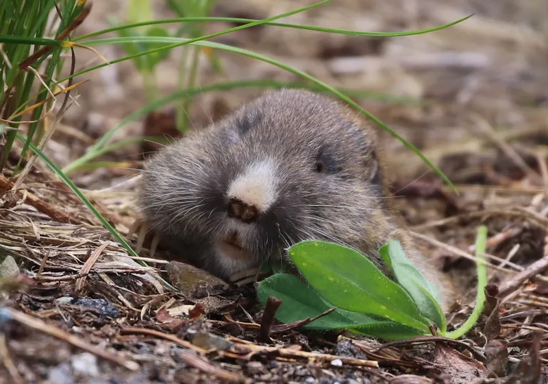 A northern pocket gopher with a white-patched face poking out of its burrow among grass and leaves