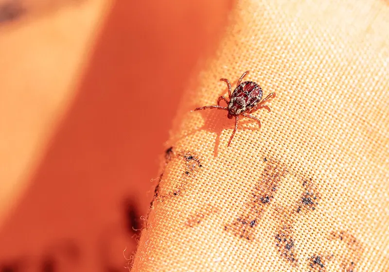 A Rocky Mountain wood tick crawling on tan fabric, its body patterned in reddish brown and cream