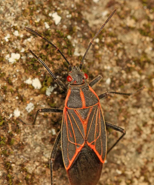 A western boxelder bug, dark gray with bright red-orange vein lines and red eyes, on lichen-covered rock