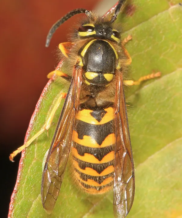 Close-up of a western yellowjacket with black-and-yellow striped abdomen resting on a leaf
