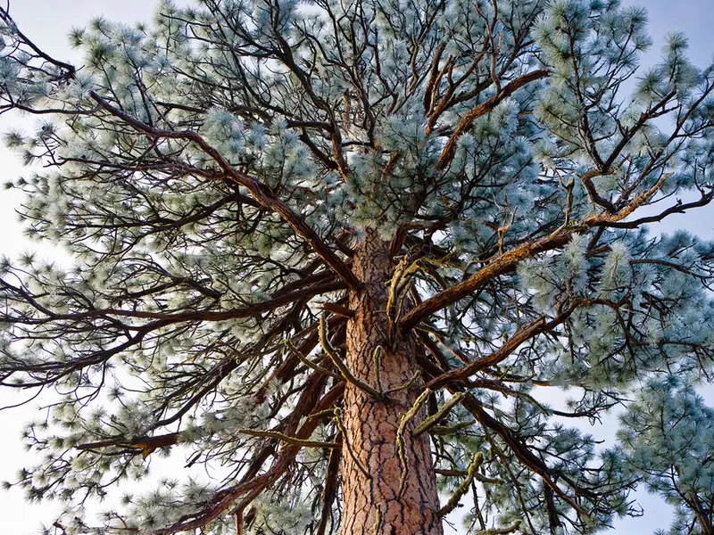 Looking up a ponderosa pine coated in white frozen fog against a pale sky
