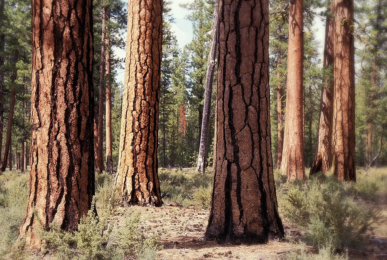 Huge orange-barked old-growth ponderosa pines with bitterbrush underneath in the Deschutes National Forest