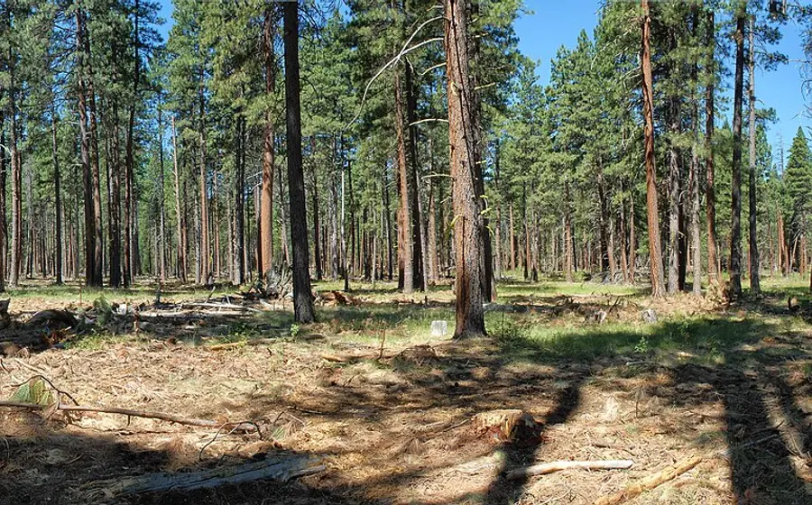 The same kind of pine stand after thinning, with widely spaced trees and an open floor