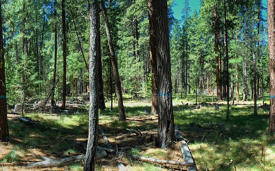 A crowded pine stand with dense young trees and brush before thinning