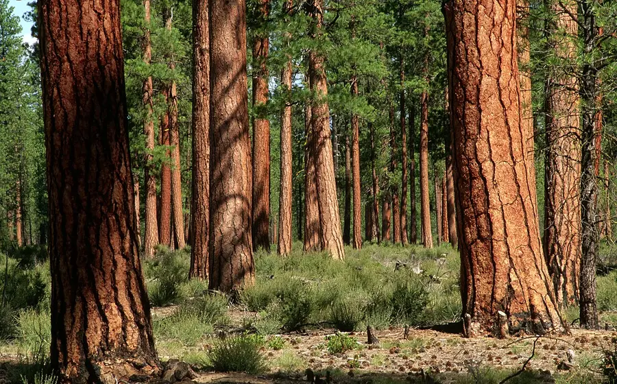 Tall ponderosa pines with thick orange plated bark in an open stand