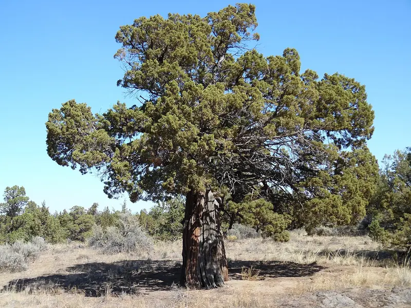 A broad, gnarled old western juniper on open sagebrush flats between Bend and Redmond