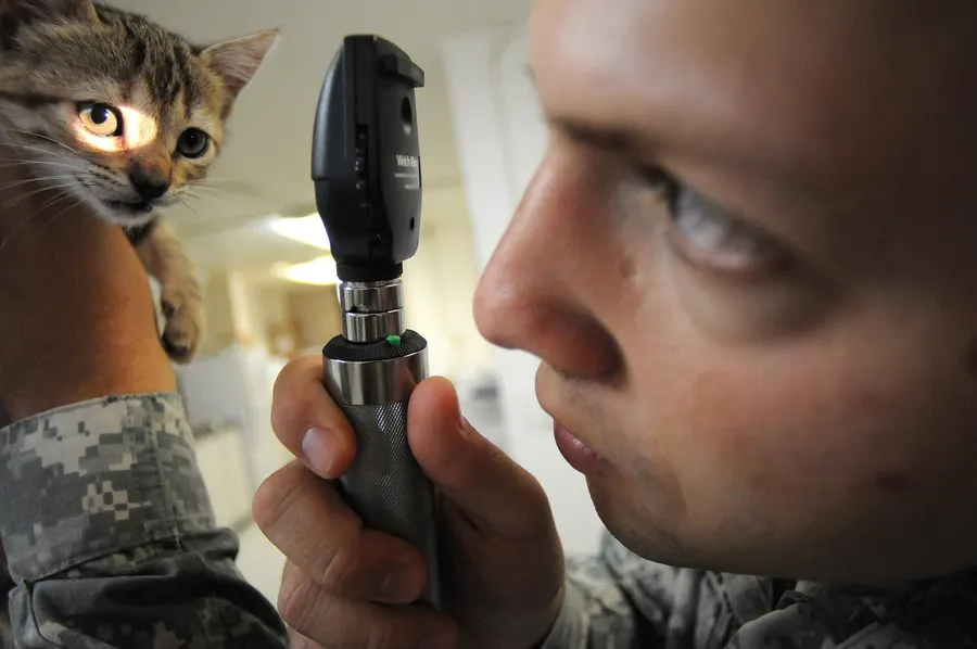 A veterinarian examines a small kitten held on an exam table