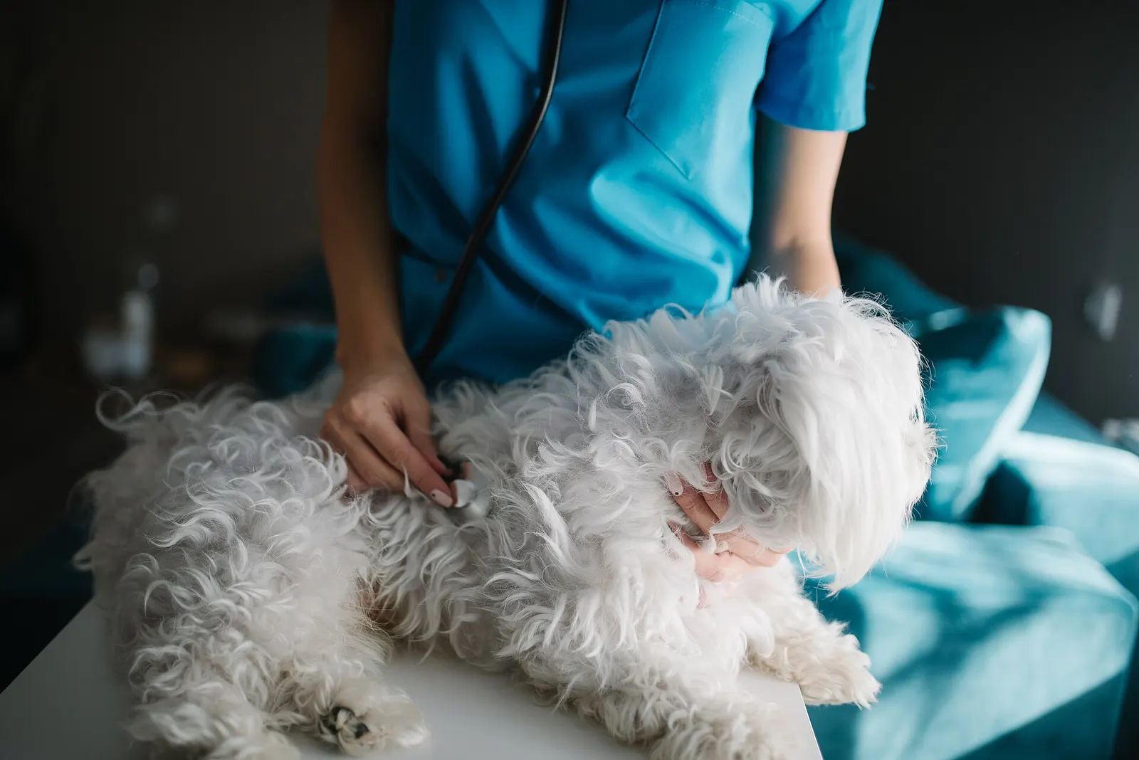 A veterinarian in blue scrubs listens to a small white dog’s heart with a stethoscope on an exam table