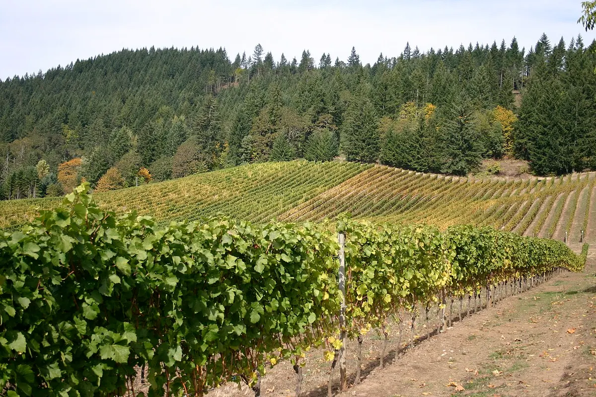 Rows of grapevines on a hillside vineyard in Oregon’s Willamette Valley