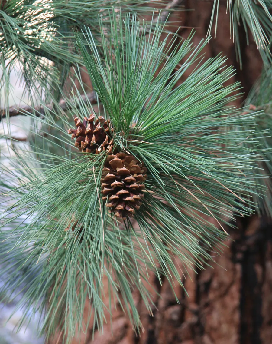 Long ponderosa pine needles in bundles with a small cone