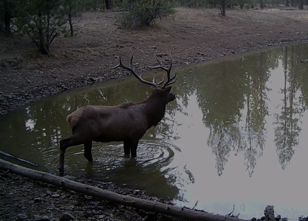 A bull elk standing in a forest waterhole