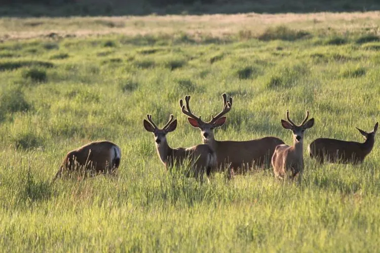 Mule deer in a meadow on Blue Mountain Ranch near Paulina