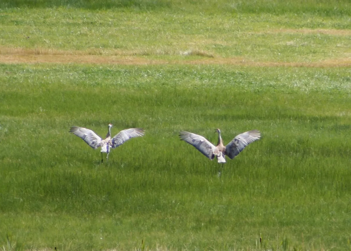 Summer Lake Wildlife Area, Oregon