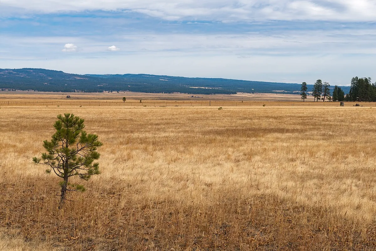 Golden grass and ponderosa pines on Big Summit Prairie in the Ochoco Mountains