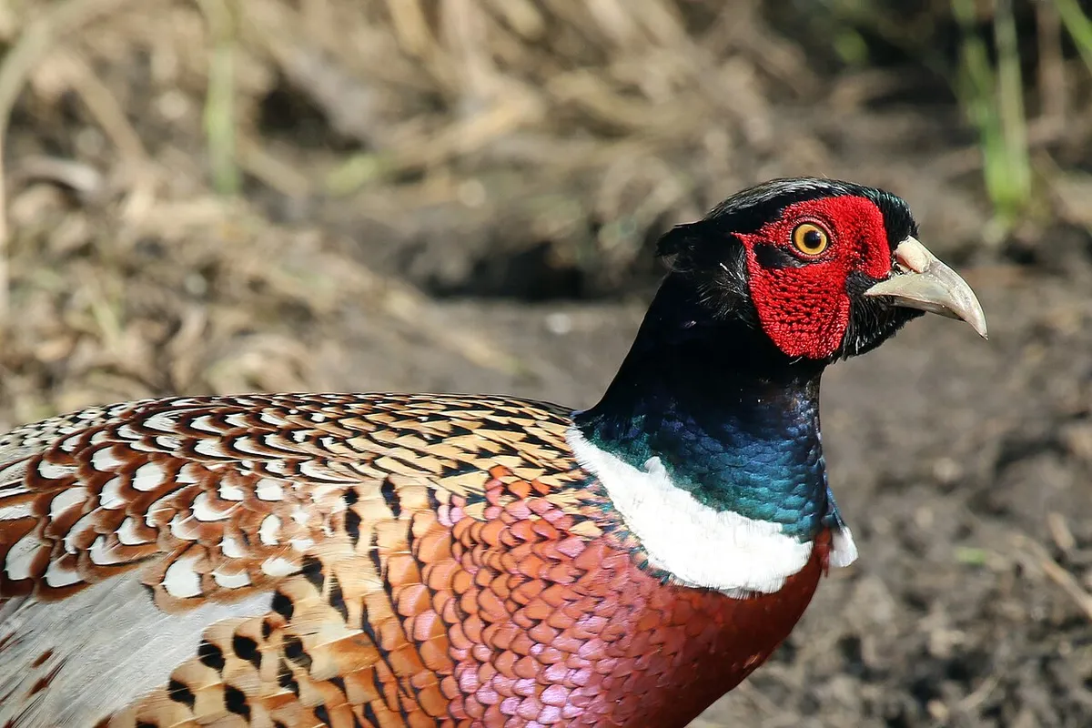 A rooster pheasant