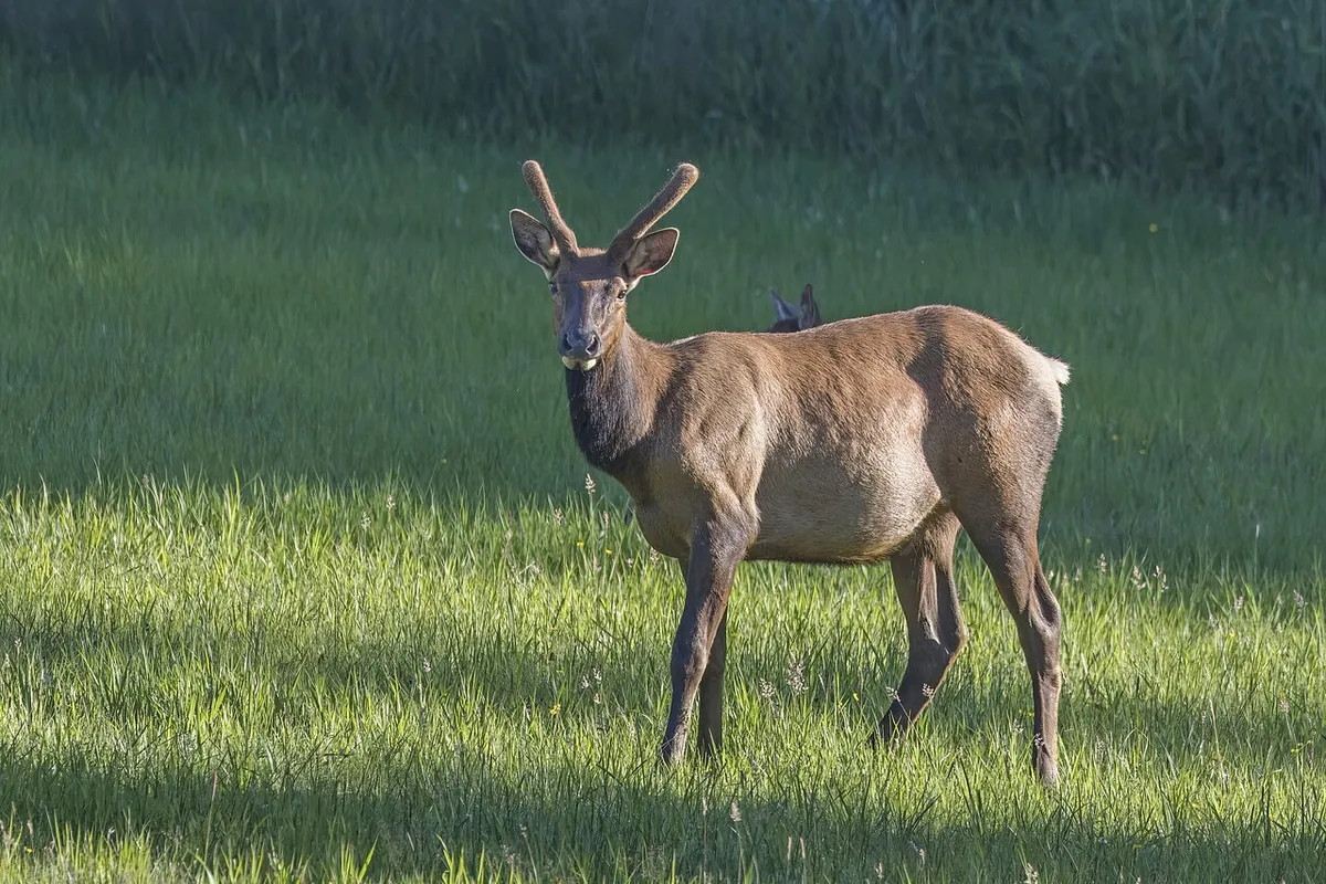 A Roosevelt elk in western Oregon