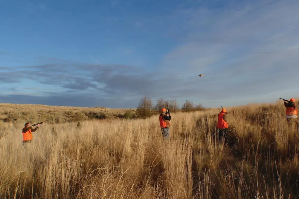 Bird hunters walking tall grass at Sage Canyon Outfitters near Maupin