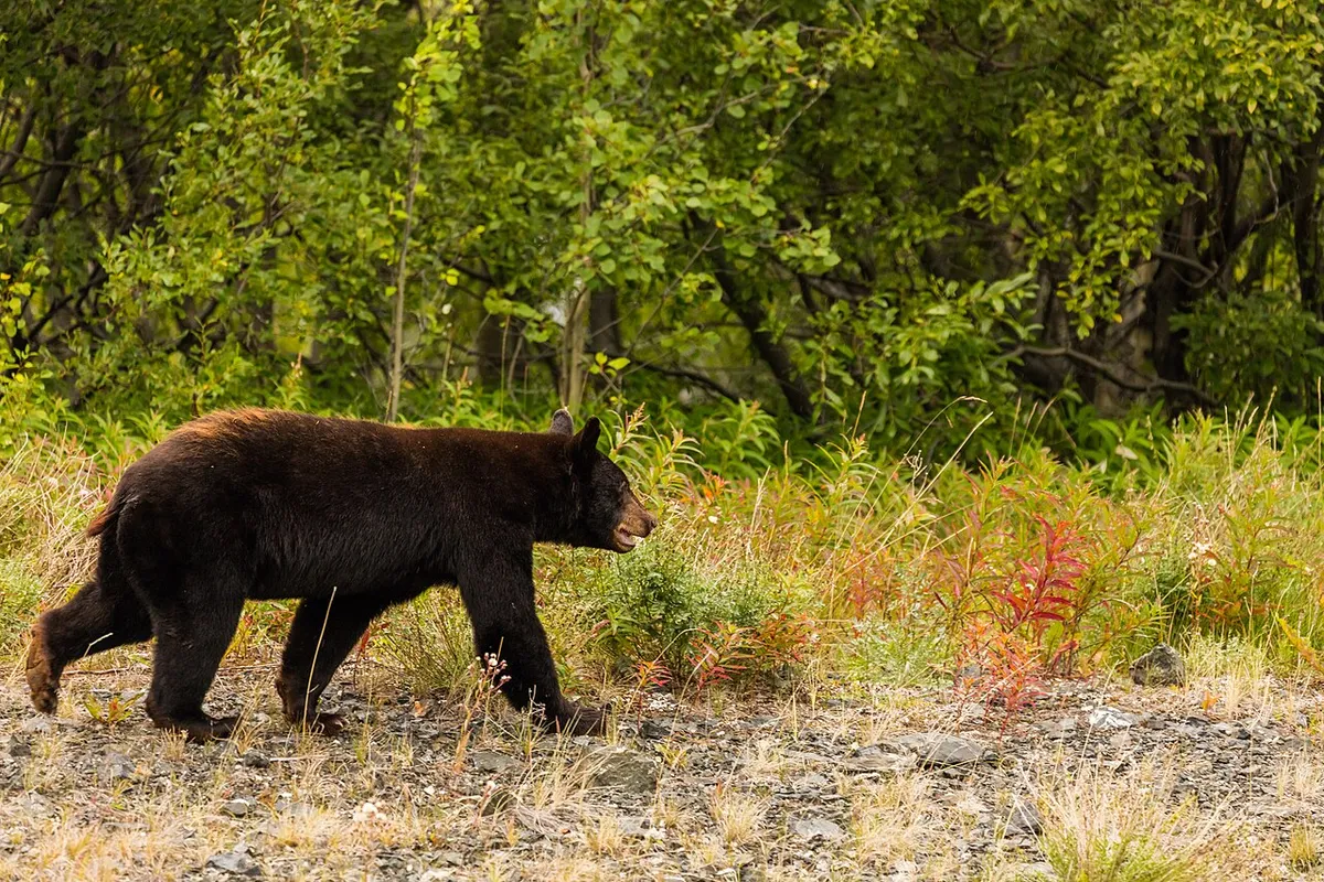Black bear + cougar in Oregon