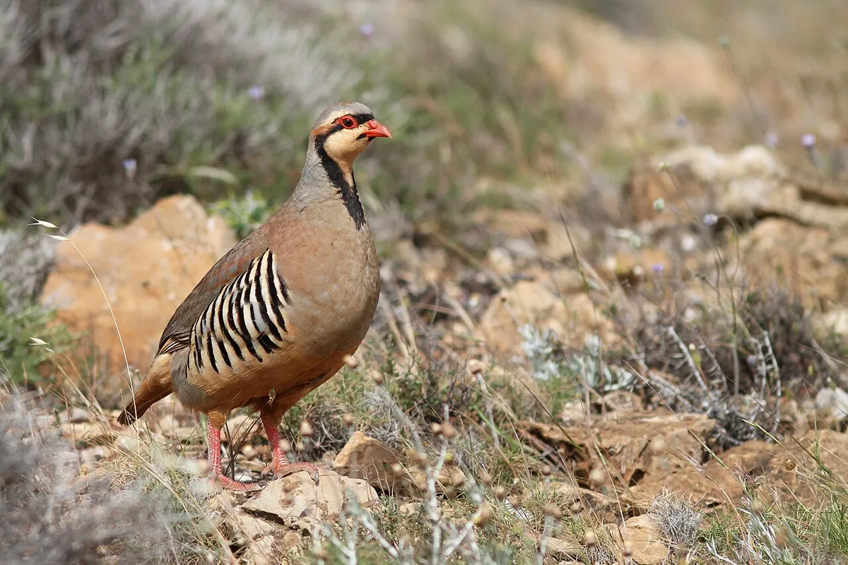 Pheasant, chukar + quail in Oregon