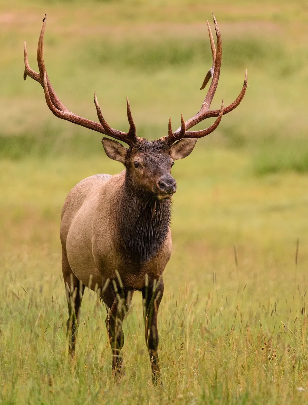 Rocky Mountain + Cascade elk in Oregon