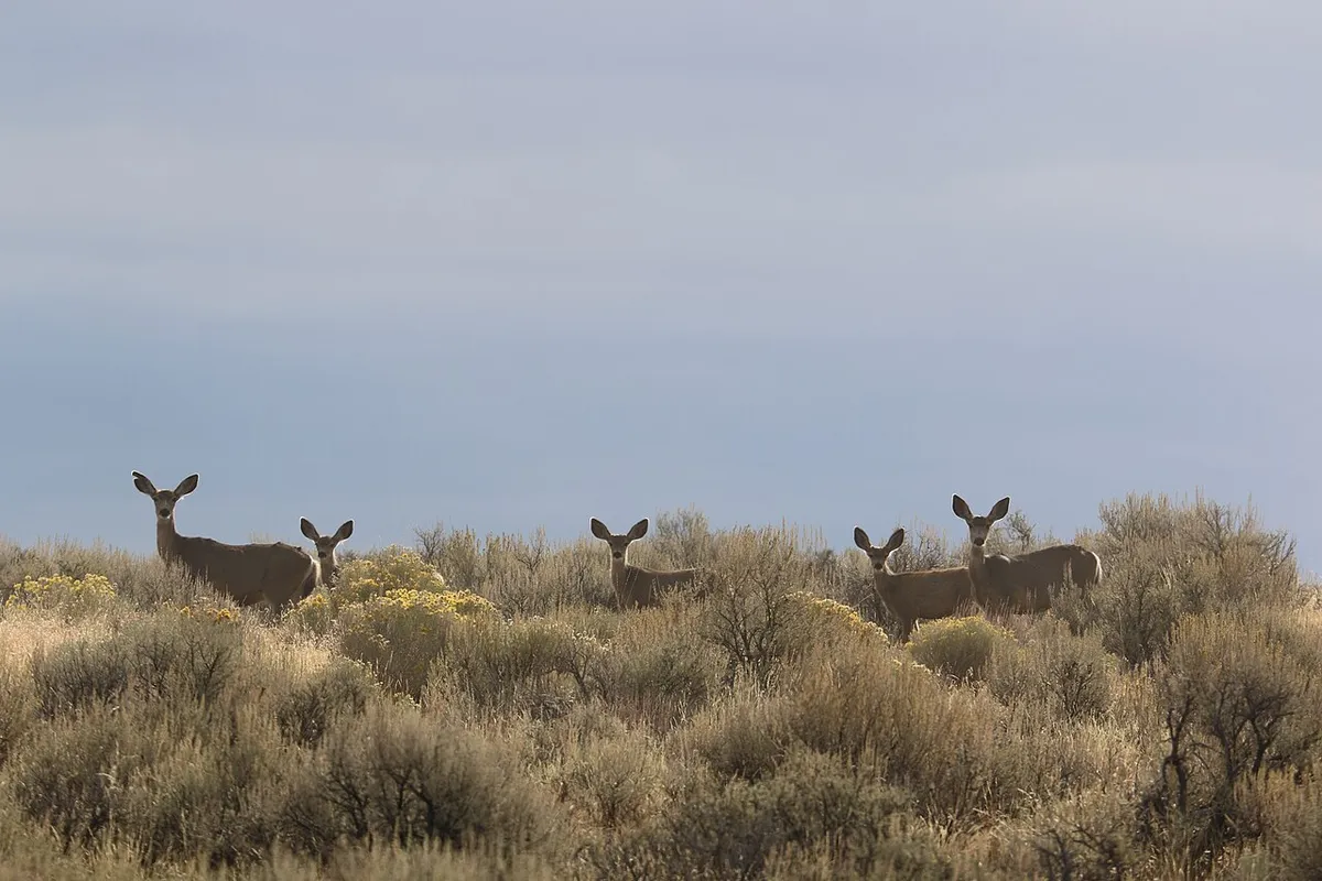 Mule deer in Oregon