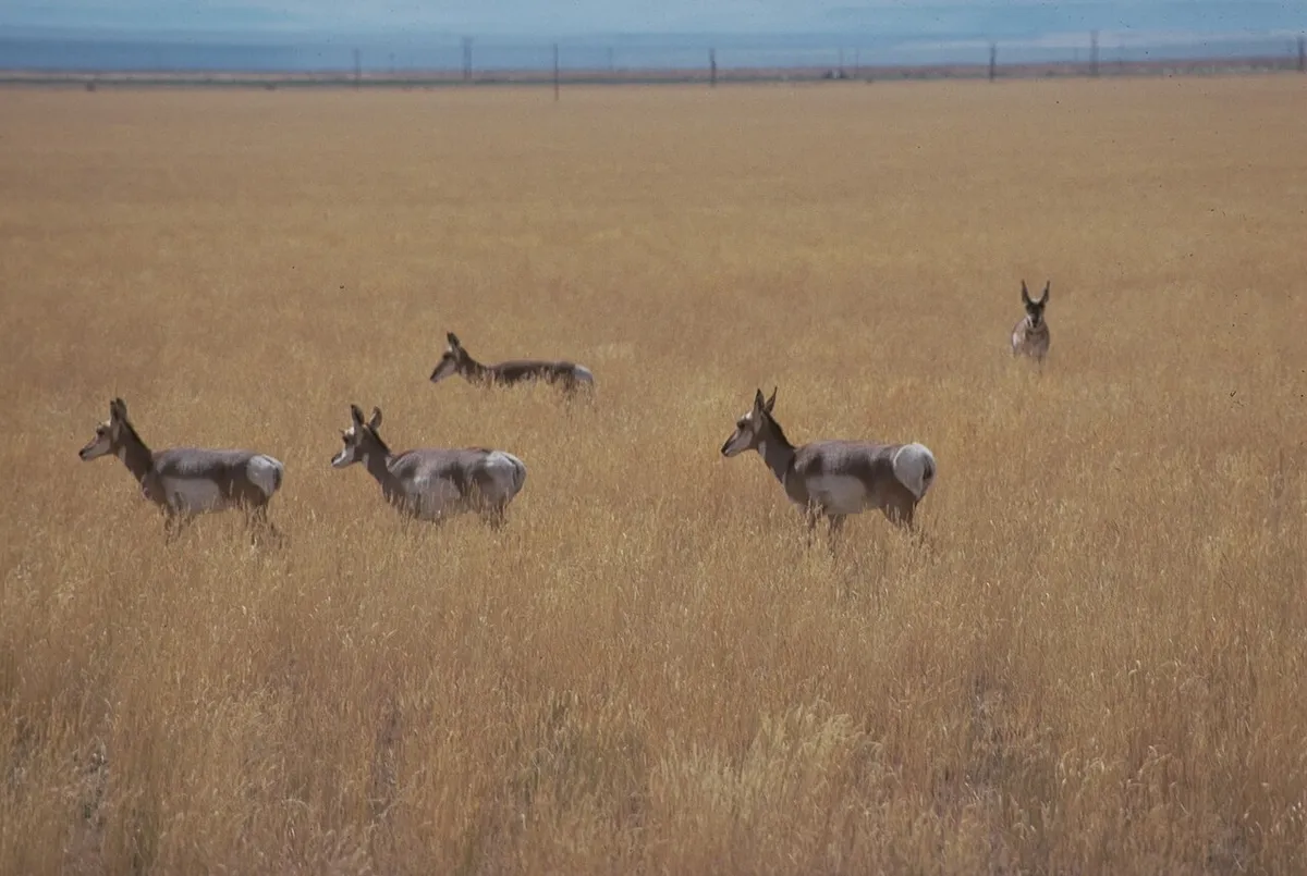 Pronghorn in Oregon