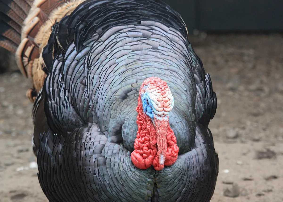Wild turkey in Oregon