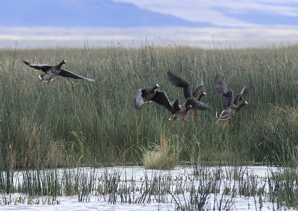 Ducks + geese in Oregon