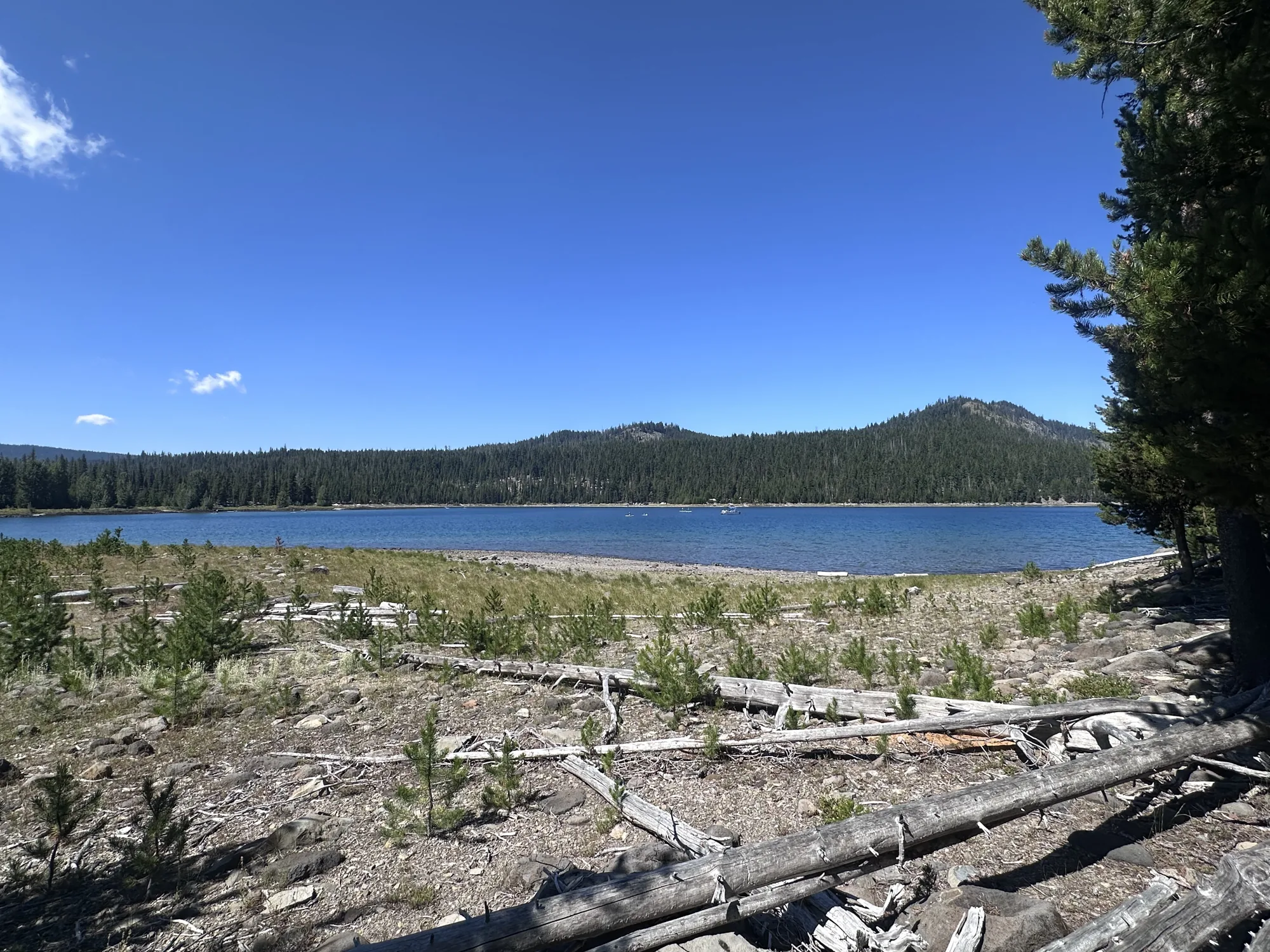 Forest and water scenery near La Pine, Oregon