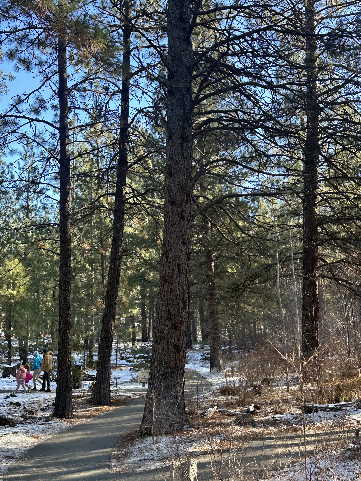People walking through the woods on a trail in Bend, Oregon