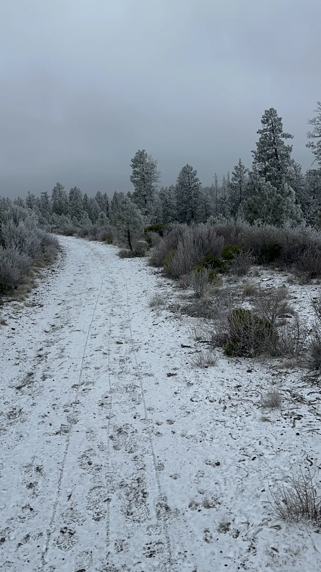 A snow-covered road through the pine forest outside Bend, Oregon